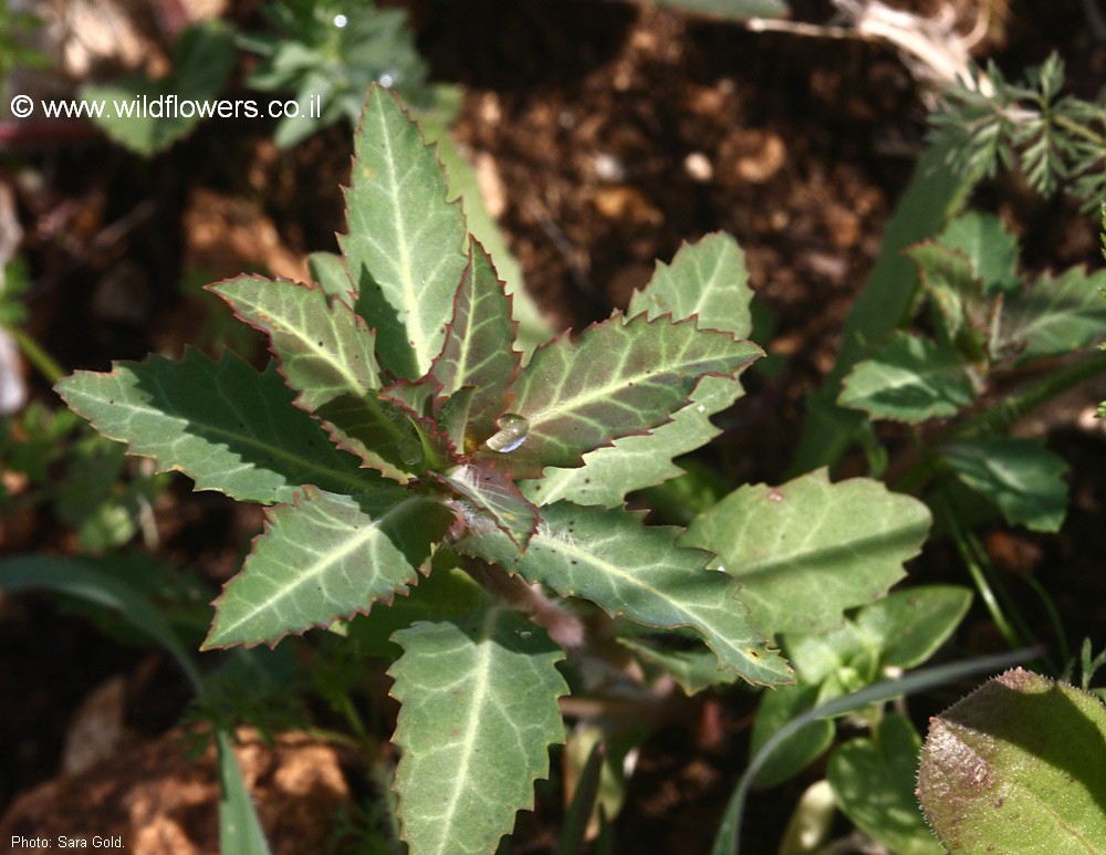 Euphorbia arguta